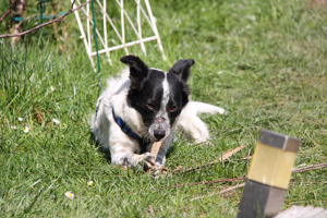 Alice wartet in 94169 Thurmansbang auf ein Zuhause Bild 8