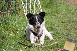 Alice wartet in 94169 Thurmansbang auf ein Zuhause Bild 9