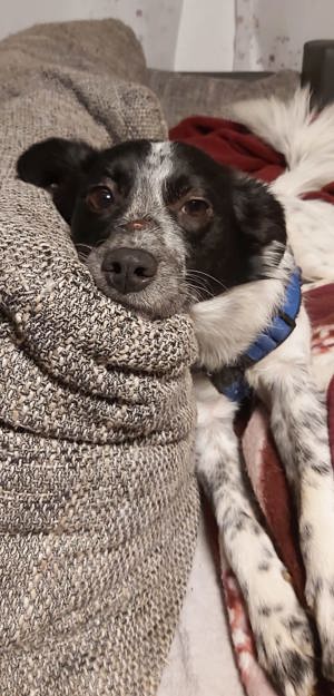 Alice wartet in 94169 Thurmansbang auf ein Zuhause Bild 6