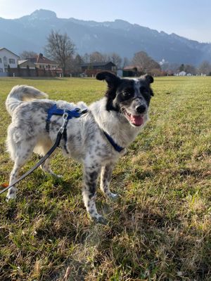 Alice wartet in 94169 Thurmansbang auf ein Zuhause Bild 2