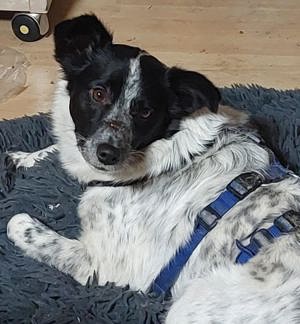 Alice wartet in 94169 Thurmansbang auf ein Zuhause Bild 4