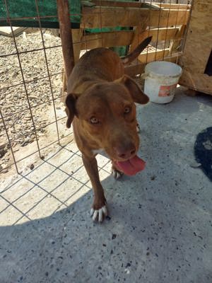 Gaia - Hund mit Handicap -Na und!? Bild 3