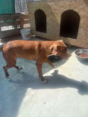 Gaia - Hund mit Handicap -Na und!? Bild 8