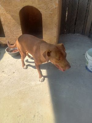 Gaia - Hund mit Handicap -Na und!? Bild 5