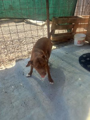 Gaia - Hund mit Handicap -Na und!? Bild 6