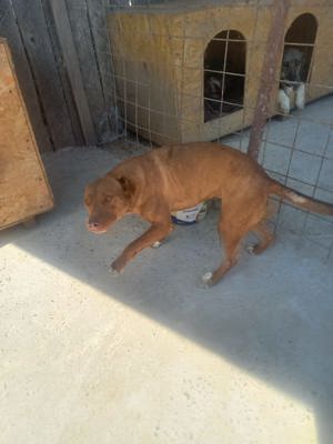 Gaia - Hund mit Handicap -Na und!? Bild 2