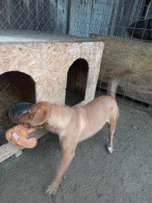 Gaia - Hund mit Handicap -Na und!? Bild 9