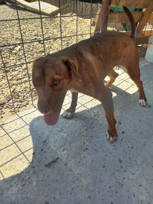 Gaia - Hund mit Handicap -Na und!? Bild 4