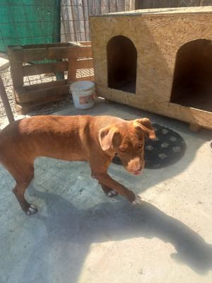 Gaia - Hund mit Handicap -Na und!? Bild 7