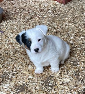 Jack Russel Terrier Welpen