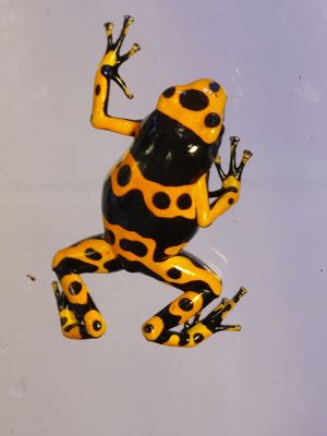 Dendrobates leucomelas - Gelbgebänderter Baumsteiger (Pfeilgiftfrosch)