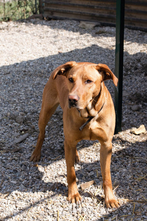 *NOUGAT* - der Ridgeback Mischling sollte zu entsprechend erfahrenen Menschen