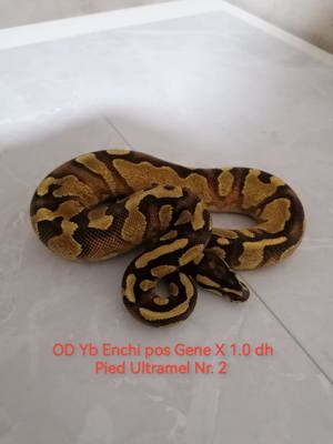OD Yb Enchi pos Gene X dh Pied Ultramel 1.0 Bild 4