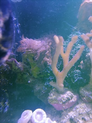 Korallen Ableger + Stein voller Affenhaar Bild 5