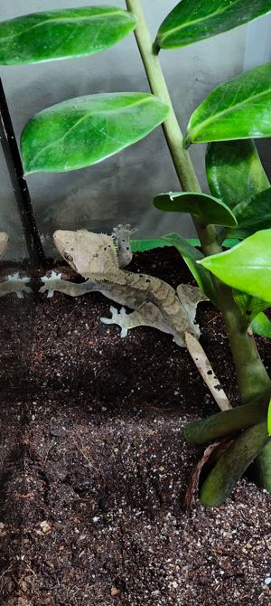 Kronengecko männlich 1.0 ca. 21 Monate Nr.3, Dalmatian, Gecko Correlophus Ciliatus Bild 1