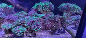Korallen Ableger Meerwasser