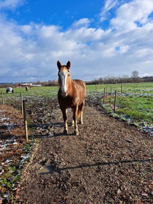 Pflegebeteiligung Reitbeteiligung  Bild 2