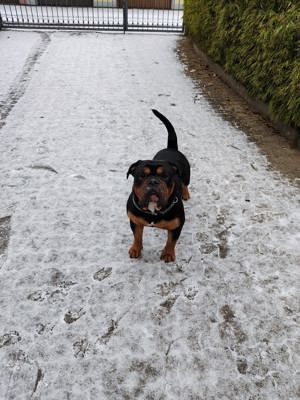 New English Bulldog   Oeb- Old English Bulldog Deckrüde Bild 3