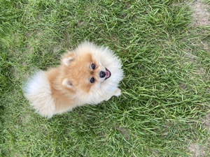 Zwergspitz Pomeranian Baloo Deckrüde 