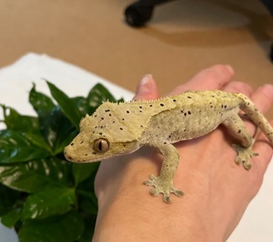 Kronengecko männlich 1. 0 Correlophus Ciliatus, Dalmatian (Nr.01) sehr hell