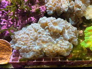 Meerwasser Koralle Caulastraea Bild 3