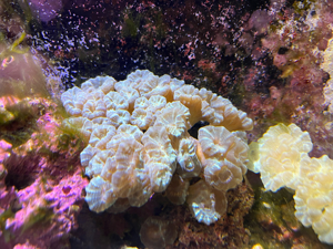Meerwasser Koralle Caulastraea Bild 4