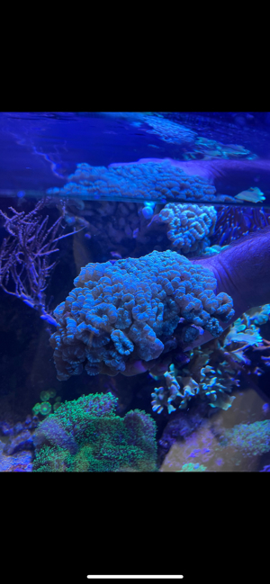 Meerwasser Koralle Caulastraea Bild 5