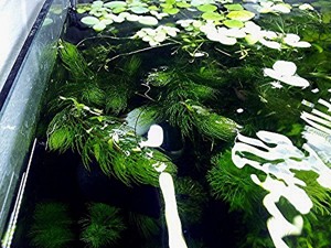 Rotstängeliges Hornblatt  Mexiko , Aquarienpflanze, Versand  Abholung Bild 2