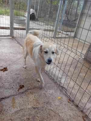 Junghund Waldo in Rumänien Bild 3