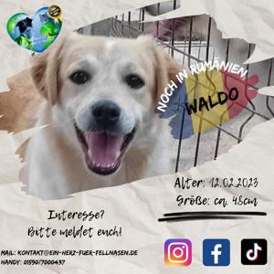 Junghund Waldo in Rumänien Bild 4