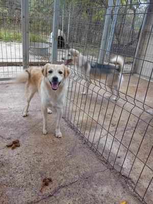 Junghund Waldo in Rumänien Bild 2