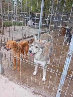 Junghündin Wenke in Rumänien Bild 4