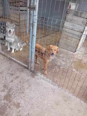 Junghündin Wenke in Rumänien Bild 3