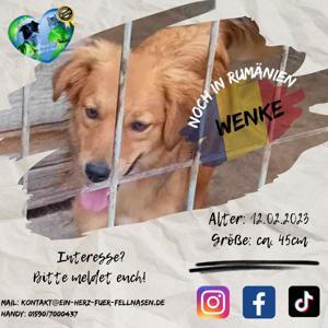 Junghündin Wenke in Rumänien Bild 2