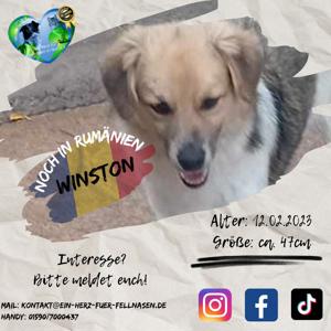 Junghund Winston in Rumänien Bild 1