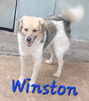 Junghund Winston in Rumänien Bild 3