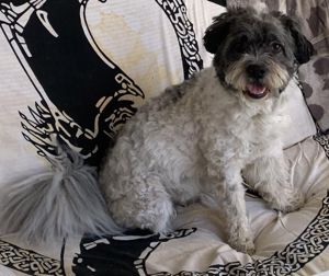 Pepe Plüschkanone sucht sein Zuhause bei lieben Menschen Bild 2