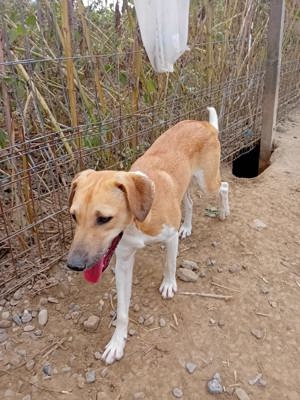 Moritz sitzt seit seinem Welpenalter im Tierheim Bild 5