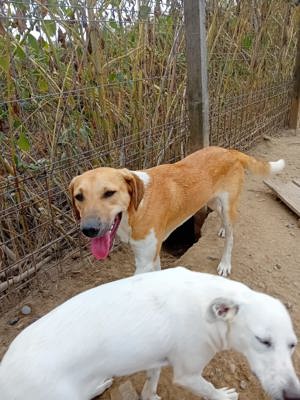 Moritz sitzt seit seinem Welpenalter im Tierheim Bild 3