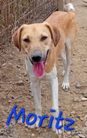 Moritz sitzt seit seinem Welpenalter im Tierheim Bild 2