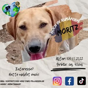 Moritz sitzt seit seinem Welpenalter im Tierheim Bild 4