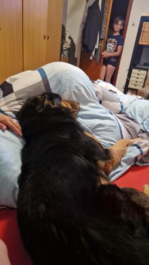 Alfi in Roth bei Prüm wartet auf sein Endkörbchen Bild 9