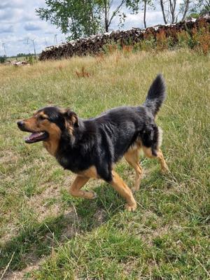 Alfi in Roth bei Prüm wartet auf sein Endkörbchen Bild 8