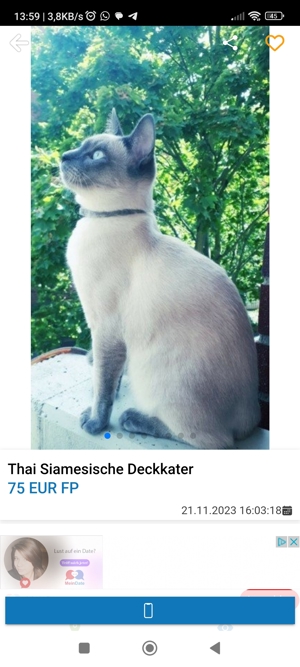 Siam Thai siamesische Deck-Kater 