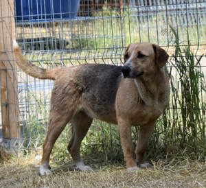 Willow, eine taffe Hundedame, sucht ein Körbchen in Deutschland Bild 5
