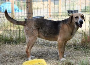 Willow, eine taffe Hundedame, sucht ein Körbchen in Deutschland Bild 7