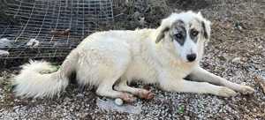 Gerda, geb. ca. 02 2023, lebt in GRIECHENLAND, im städt. Tierheim Serres  Bild 9