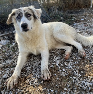 Gerda, geb. ca. 02 2023, lebt in GRIECHENLAND, im städt. Tierheim Serres  Bild 5