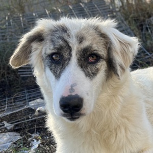 Gerda, geb. ca. 02 2023, lebt in GRIECHENLAND, im städt. Tierheim Serres 