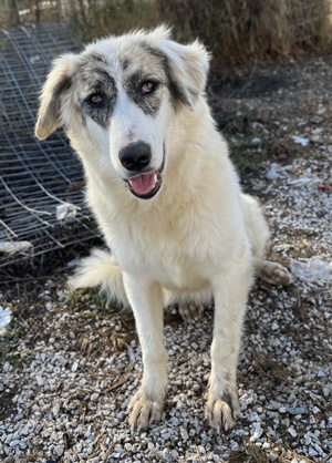 Gerda, geb. ca. 02 2023, lebt in GRIECHENLAND, im städt. Tierheim Serres  Bild 7